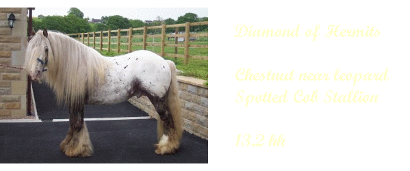  Spotted cob stallions